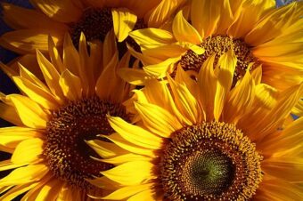 Sommeröffnungszeiten